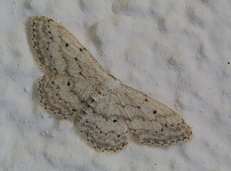 Schmetterling, Spanner (Geometridae) an Hauswand