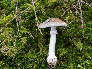 Grauer Wulstling (AMANITA EXCELSA) 
