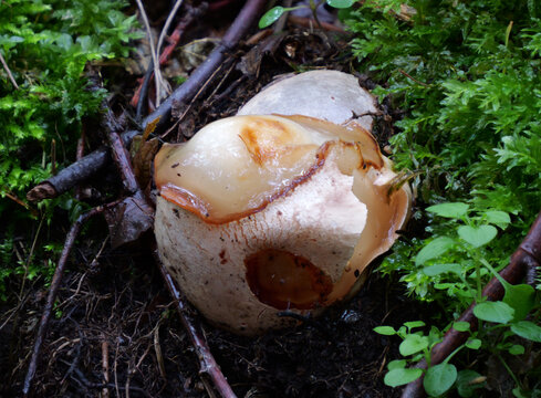 Hexenei, eine junge Stinkmorchel (PHALLUS IMPUDICUS)