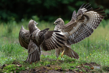 Common Buzzard (Buteo buteo) attacks another common buzzard in the forest of Noord Brabant in the Netherlands.  Green forest background