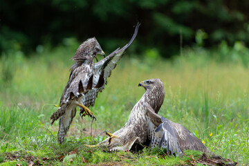 Common Buzzard (Buteo buteo) attacks another common buzzard in the forest of Noord Brabant in the Netherlands.  Green forest background