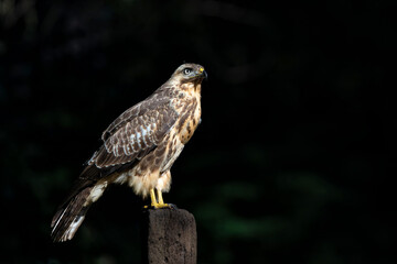 Common Buzzard (Buteo buteo) searching for food in the forest of Noord Brabant in the Netherlands.  Forest background