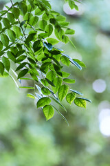 Green leaves background. Selective and soft focus. Copy space.	