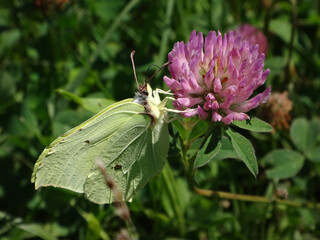 The common brimstone butterfly (Gonepteryx rhamni), male feeding on red clover