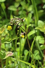 Aufbl&uuml;hende Sumpf-Stendelwurz (Epipactis palustris)