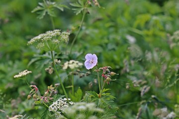 Farbvariante des Wiesenstorchschnabels (Geranium pratense).