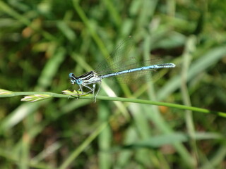 The white-legged damselfly (Platycnemis pennipes), male perching on a blade of grass