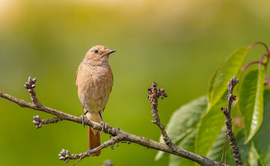 Common redstart