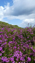Fototapeta premium Bell heather with sky