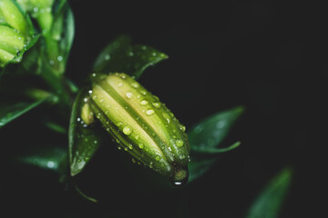 Close up shot of a green lily bud with water drops after rain