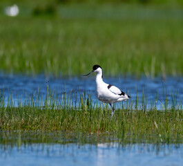Pied Avocet in the grass