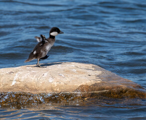 Common Goldeneye chick i can fly.....maybe tomorrow