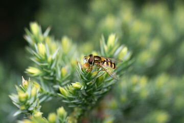 Beautiful eupeodes fly is collecting the pollen on the juniper