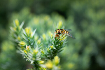 Beautiful eupeodes fly is collecting the pollen on the juniper