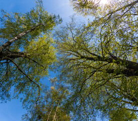 Trees from below in the spring against blue sky