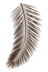 Obraz premium Botanical tropical palm pointed long multifoliate leaves branches hand drawn line for modern design decoration. Flat doodle style. Vector illustration.