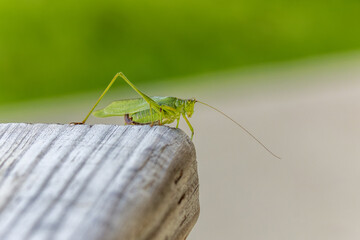 Fork-tailed bush katydid (Scudderia furcata)