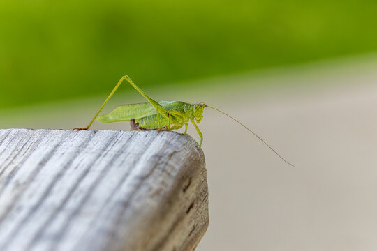 Fork-tailed bush katydid (Scudderia furcata)