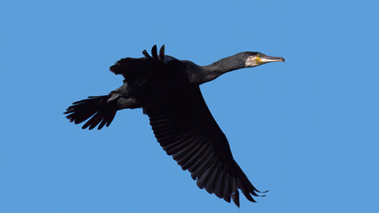 un cormoran en vol dans un ciel bleu
