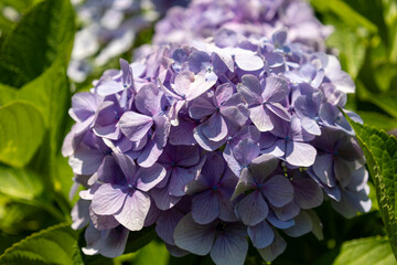 青紫色の紫陽花