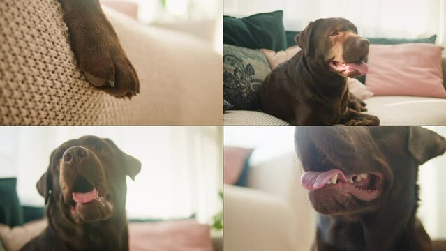 Happy dog life concept collage, multicam of labrador golden retriever eating dog food from metal bowl and relaxing, concept of online shop delivery for pets