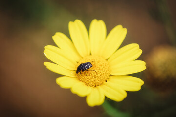 Bug on yellow flower 
