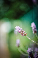 Purple flower on green background 