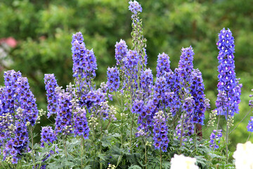 Delphinium is blooming in the garden