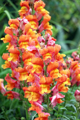 Antirrhinum blooms in the garden