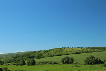Fototapeta premium A green field with trees and blue sky