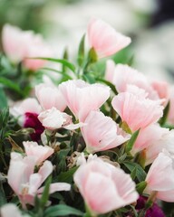pink roses in a garden