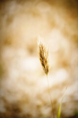 ears of wheat