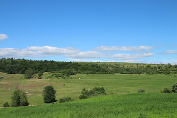 Obraz premium A grassy field with trees and blue sky