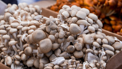 Fresh Brown Beech mushrooms at a local market