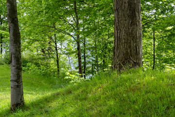 Footpath in the green ontario forest