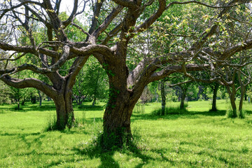 Obraz premium Old trees in the botanical garden with fresh new green grass