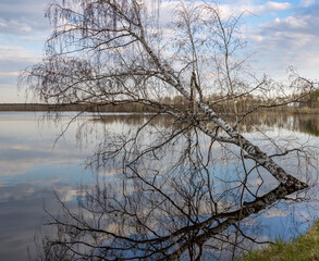 A tree branch is floating in the water