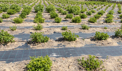 Rows of green plants growing in a field, protected by black fabric weed barrier..