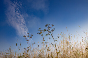 A field of tall grass with a blue sky in the background