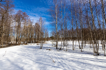 A tranquil winter landscape unfolds as the sun casts long shadows on the pristine snow-covered ground. Bare birch trees stand tall against the clear blue sky,