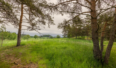 A field of grass with two trees in the background