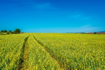 rut in a field of ripening wheat in the vicinity of Novorossiysk (South Russia) on a sunny day