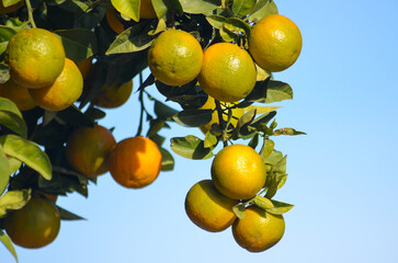Oranges on Tree  Fresh and Vibrant Citrus Fruit in a Natural Orchard Setting,This vibrant, nature-inspired image is perfect for fruit lovers, culinary content, and those seeking a natural, sunny 