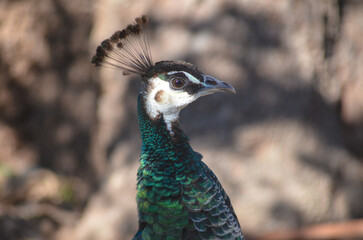 Stunning Portrait of a Peacock Vibrant Colors and Regal Display portrait of a peacock
