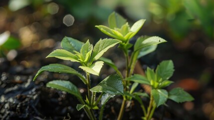 The plant has recently developed