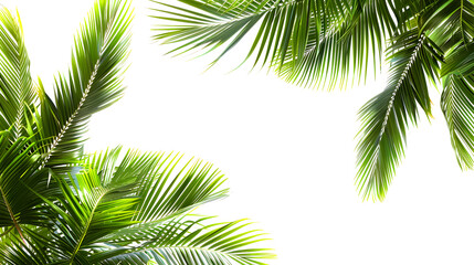 Naklejka premium Tropical beach coconut palm tree leaves isolated on white background, green palm fronds layout for summer and tropical nature concepts.