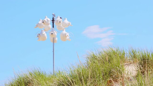 Sea birds socializing in bird houses