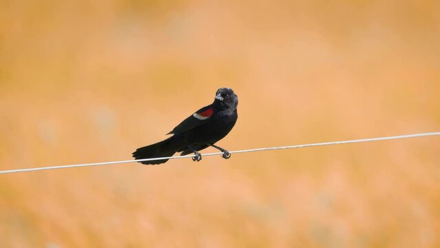 Red-winged blackbird singing on fence