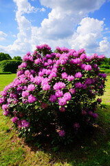 Azalea , blooming rhododendron ,  - beautiful flowering decorative shrubs