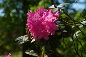 Azalea , blooming rhododendron ,  - beautiful flowering decorative shrubs